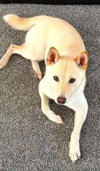 Lost Male Dog last seen Elmgrove and Straub area, Greece, NY 14626