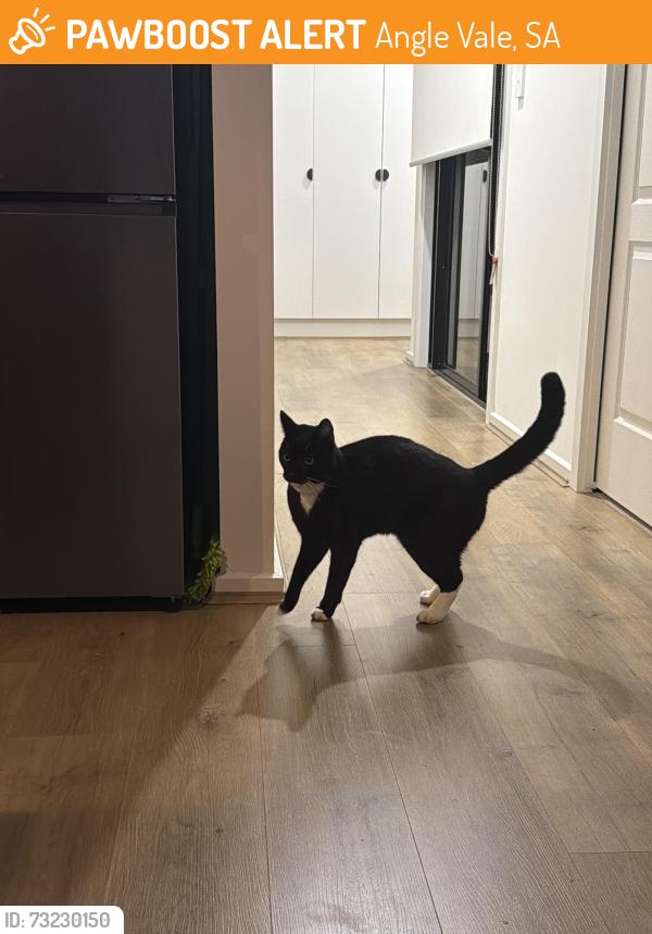 Found/Stray Unknown Cat last seen Plato court and caloria street, Angle Vale, SA 5117