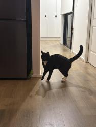Found/Stray Unknown Cat last seen Plato court and caloria street, Angle Vale, SA 5117