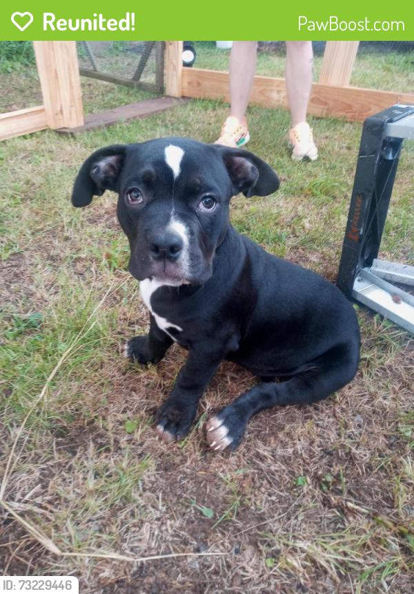 Reunited Female Dog last seen Corner of Bryan station and Hume road Lexington Kentucky, Lexington, KY 40516