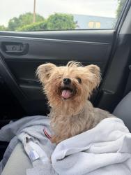 Found/Stray Male Dog last seen 22nd Ave. and US 1, US-1,  23803
