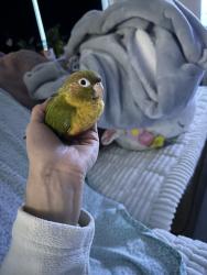 Lost Female Bird last seen Westgrove and trinity mills, Addison, TX 75001