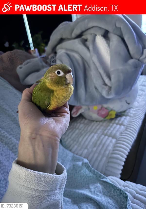 Lost Female Bird last seen Westgrove and trinity mills, Addison, TX 75001