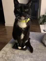 Reunited Male Cat last seen 120A phyllis avenue BN10 7RQ, East Sussex, England BN10 7RQ