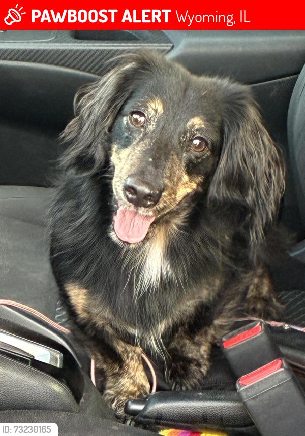Lost Male Dog last seen Tanners orchard, Wyoming, IL 61491