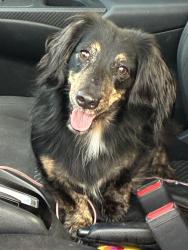 Lost Male Dog last seen Tanners orchard, Wyoming, IL 61491