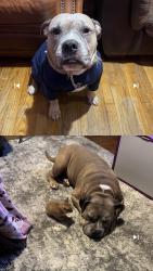 Lost Male Dog last seen W hermosa drive, San Antonio, TX 78213