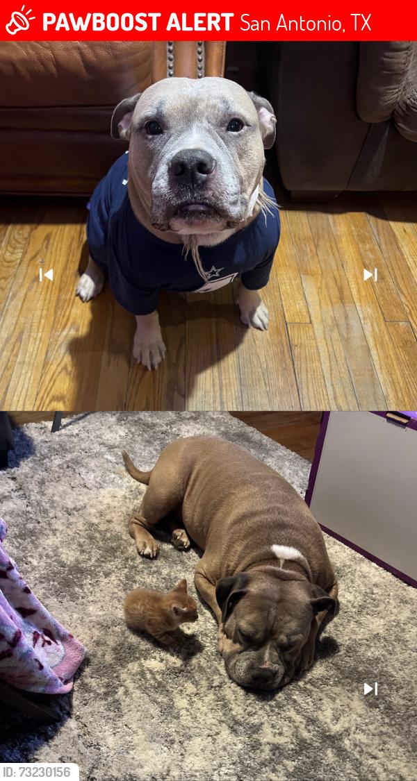 Lost Male Dog last seen W hermosa drive, San Antonio, TX 78213