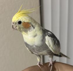 Lost Unknown Bird last seen Sugarpine and timberline drive, San Jose, CA 95121