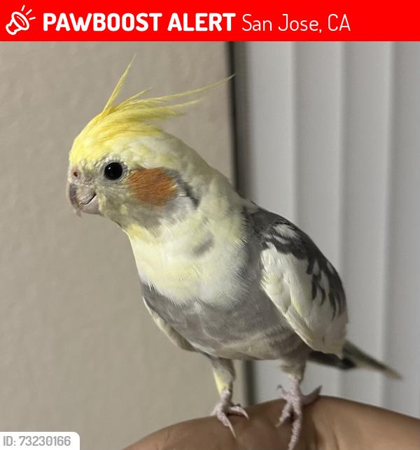 Lost Unknown Bird last seen Sugarpine and timberline drive, San Jose, CA 95121