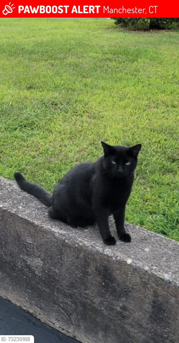 Lost Male Cat last seen Adams Street and Middle Turnpike W., Manchester, CT 06040