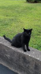 Lost Male Cat last seen Adams Street and Middle Turnpike W., Manchester, CT 06040