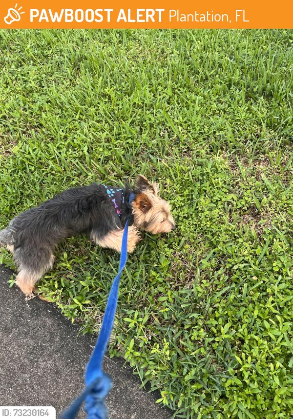 Found/Stray Female Dog last seen SW 3rd Street Plantation FL 33317, Plantation, FL 33317