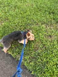 Found/Stray Female Dog last seen SW 3rd Street Plantation FL 33317, Plantation, FL 33317