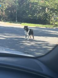 Found/Stray Unknown Dog last seen Intersection, Broadlands, VA 20148