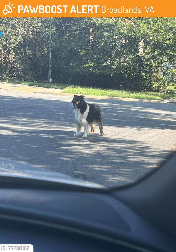 Found/Stray Unknown Dog last seen Intersection, Broadlands, VA 20148