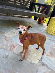 Reunited Female Dog last seen Big woods road in the Legacy development, Chapel Hill, NC 27517