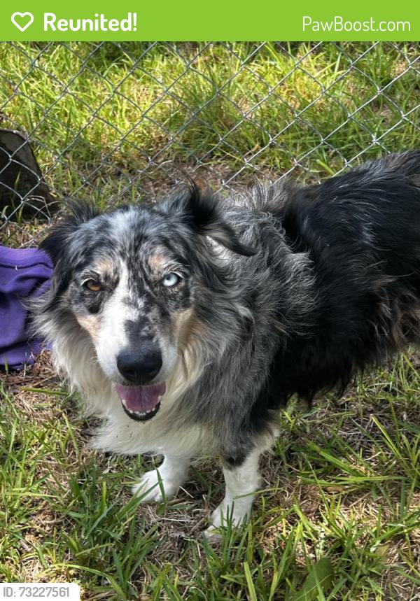 Reunited Unknown Dog last seen Glenewinkel Rd, Seguin, TX 78155