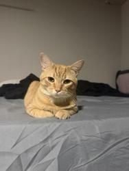 Lost Male Cat last seen Near tree bright ln, Spring, TX 77373