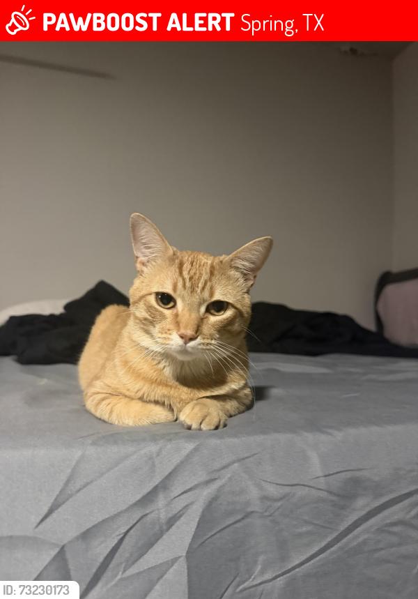 Lost Male Cat last seen Near tree bright ln, Spring, TX 77373