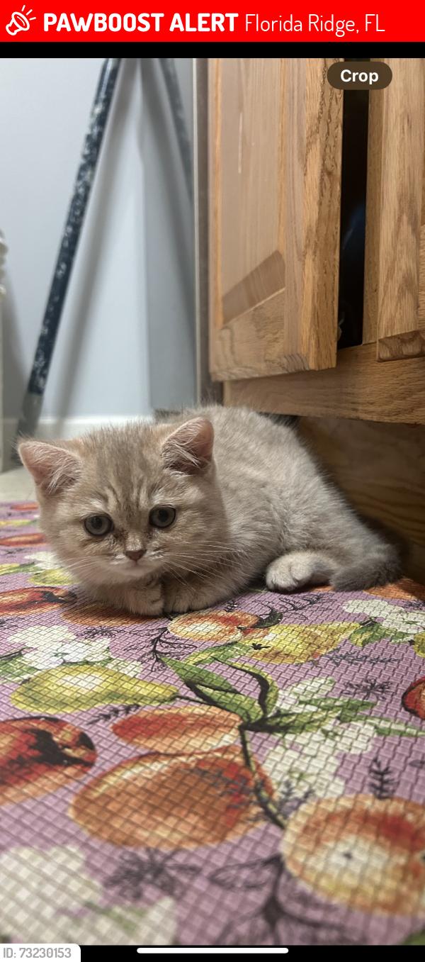 Lost Female Cat last seen Waterside Lane and 20th, Florida Ridge, FL 32962