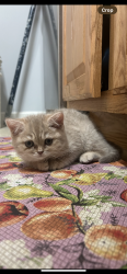 Lost Female Cat last seen Waterside Lane and 20th, Florida Ridge, FL 32962