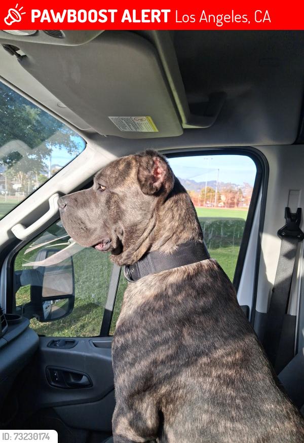 Lost Male Dog last seen Near Willis ave, Los Angeles, CA 91402