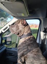 Lost Male Dog last seen Near Willis ave, Los Angeles, CA 91402