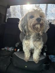 Reunited Female Dog last seen Mainland trailhead, San Antonio, TX 78250