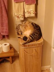 Lost Male Cat last seen Near West Houston Avenue, Spokane, WA 99208