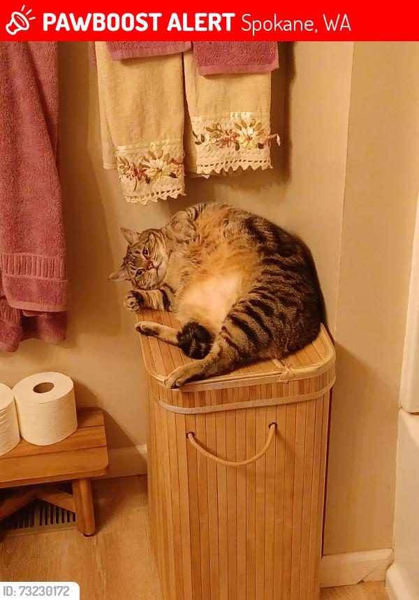 Lost Male Cat last seen Near West Houston Avenue, Spokane, WA 99208