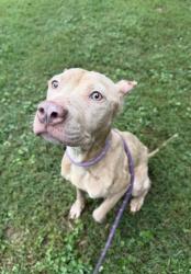 Shelter Stray Female Dog last seen Near S Royal Atlanta Drive, 30084, GA, 3280 Chamblee Dunwoody Rd, Chamblee, GA 30341, USA