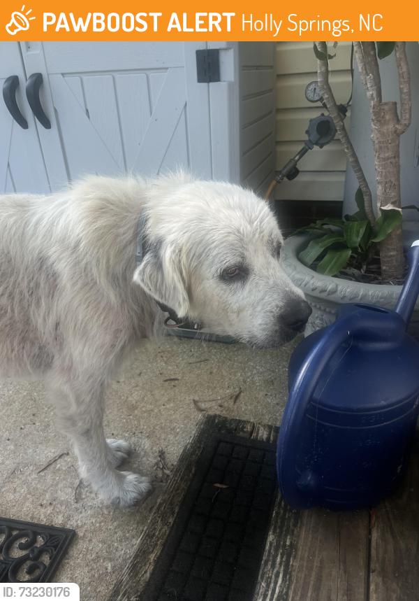 Found/Stray Unknown Dog last seen nc 42, past follar store by prince farm, Harnett County, NC 27540