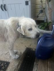 Found/Stray Unknown Dog last seen nc 42, past follar store by prince farm, Harnett County, NC 27540