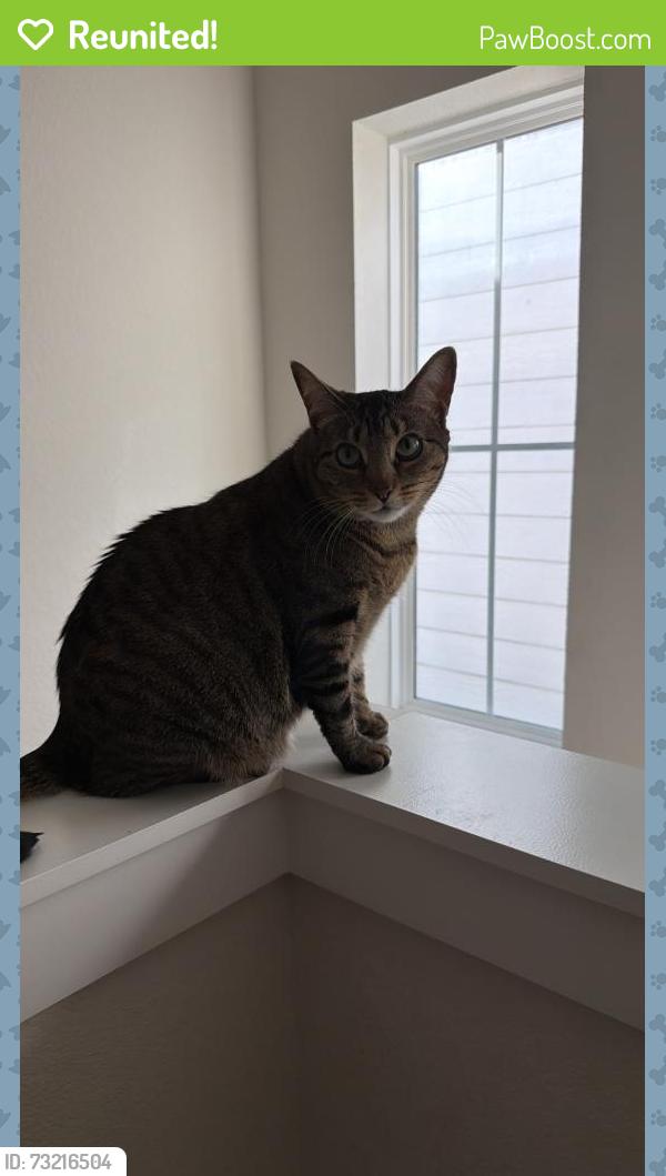 Reunited Female Cat last seen Primrose Myrtle Ln, Cypress, TX 77433