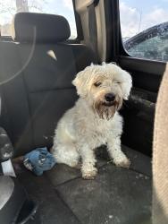 Reunited Female Dog last seen Mainland trailhead, San Antonio, TX 78250