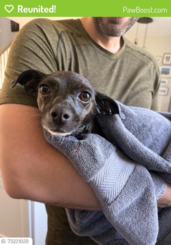 Reunited Female Dog last seen G O Carlson x Lloyd Ave. Downingtown PA, Downingtown, PA 19335