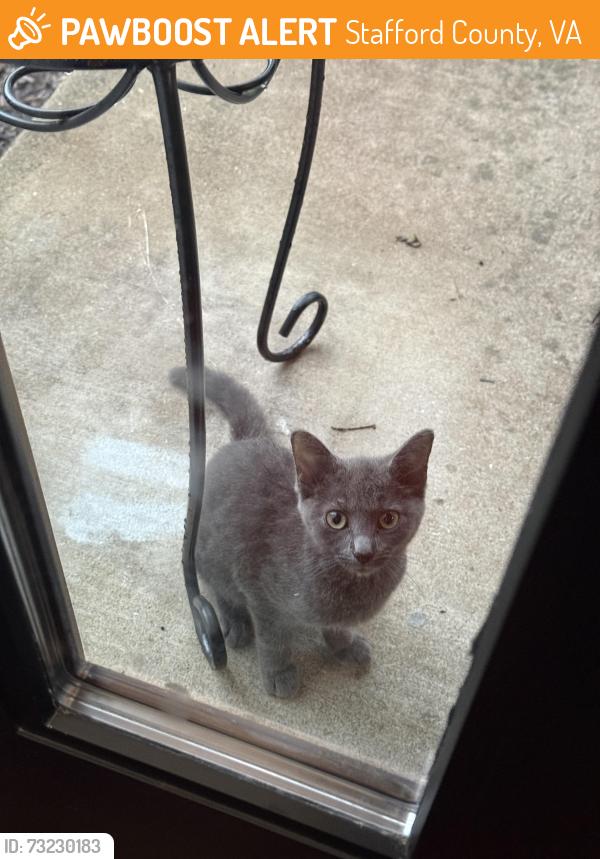 Rehomed Unknown Cat last seen Colfax ct, Stafford County, VA 22554