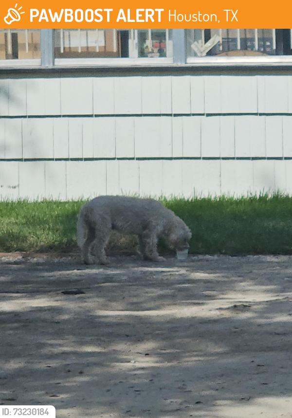 Found/Stray Female Dog last seen Hammerly Rd & Bingle Rd in Spring Branch, Houston, TX 77092