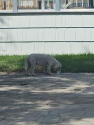 Found/Stray Female Dog last seen Hammerly Rd & Bingle Rd in Spring Branch, Houston, TX 77092