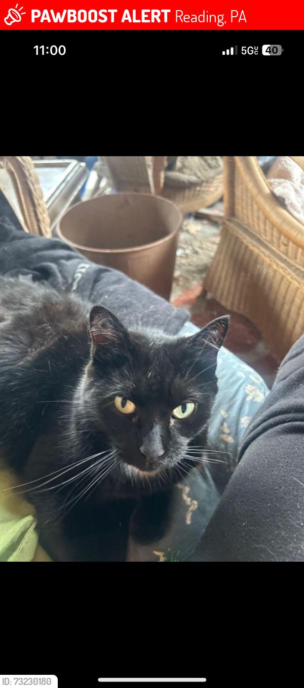 Lost Female Cat last seen Near mineral spring road, Reading, PA 19602