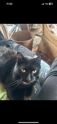 Lost Female Cat last seen Near mineral spring road, Reading, PA 19602