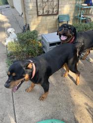 Reunited Male Dog last seen New York and Over brook, Arlington, TX 76014
