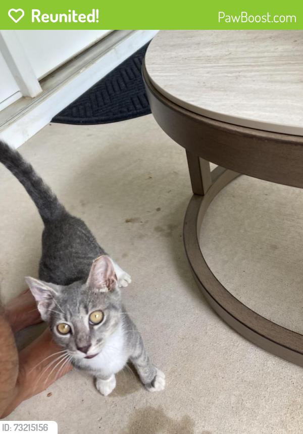 Reunited Male Cat last seen Parallel Parkway and Green Heron Rd (Hamilton Townes) in Verdae, Greenville, SC 29607