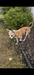 Reunited Male Dog last seen Drexler & Saslon Park Dr, Galeville, NY 13088