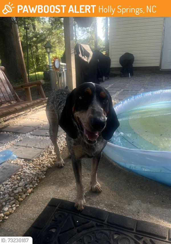 Found/Stray Unknown Dog last seen near nc 42 roaming up and down, Holly Springs, NC 27540