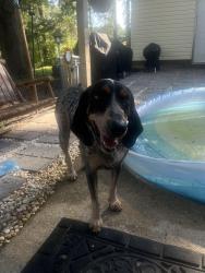 Found/Stray Unknown Dog last seen near nc 42 roaming up and down, Holly Springs, NC 27540