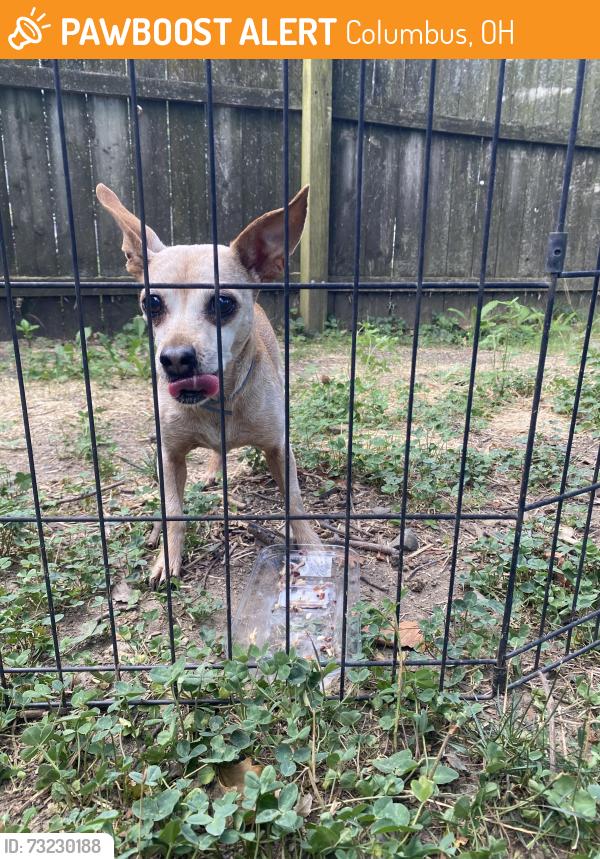 Found/Stray Unknown Dog last seen Fowler Drive in Clinton ests, Columbus, OH 43224