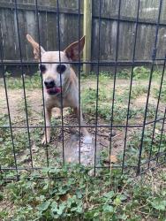 Found/Stray Unknown Dog last seen Fowler Drive in Clinton ests, Columbus, OH 43224