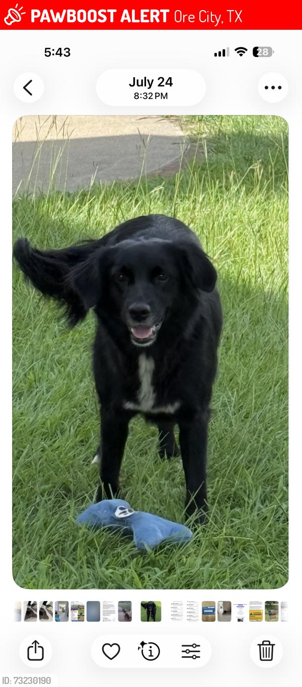 Lost Female Dog last seen Between Diana and Ore City, Ore City, TX 75683